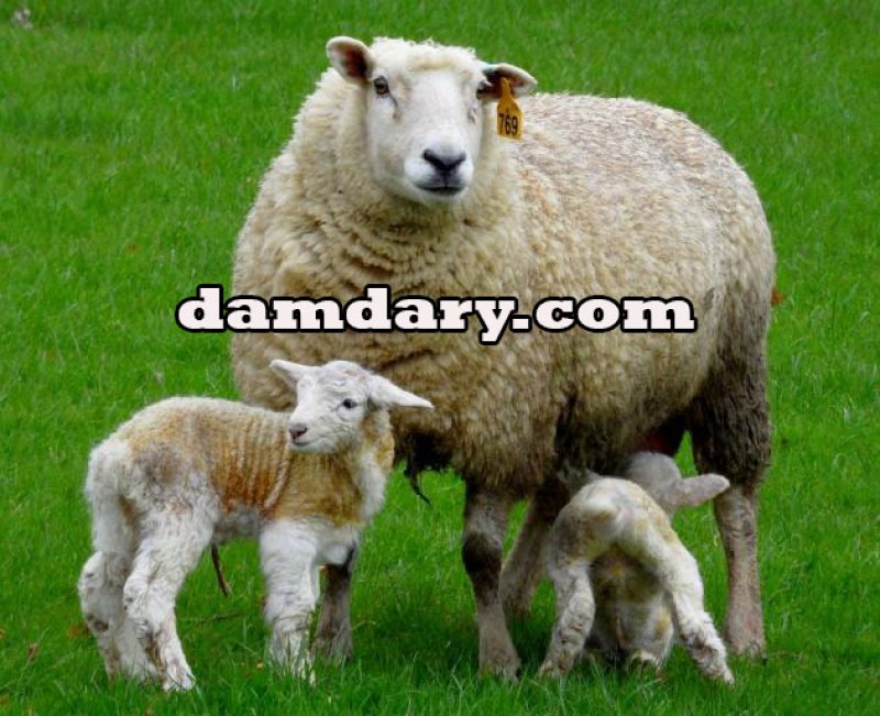 تعبیر خواب گوسفند زنده چیست؟