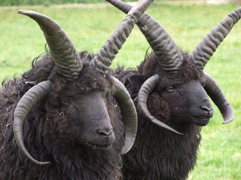 آشنایی با گوسفند نژاد هبریدان