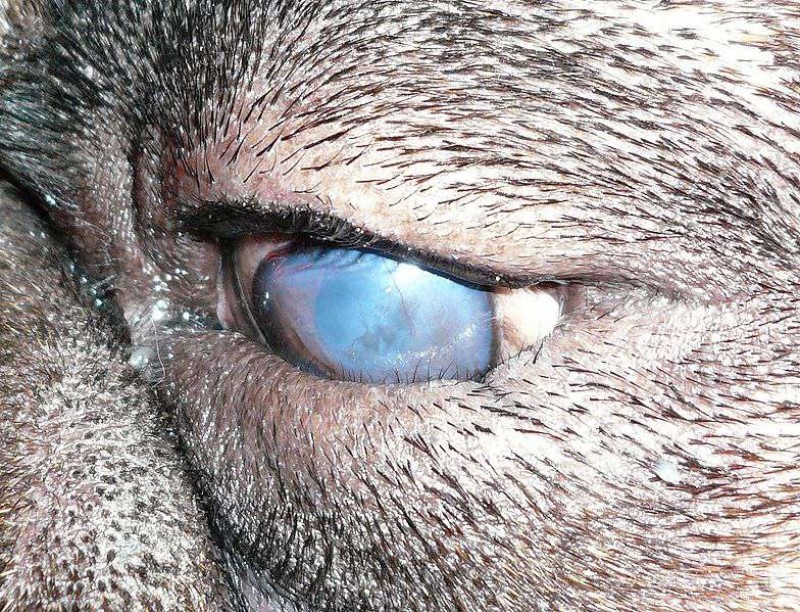 آشنایی با انواع بیماری های چشمی در سگ