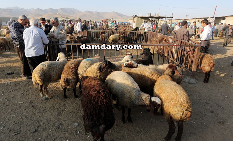 متوسط وزن گوسفنده زنده برای نژادهای مختلف ایرانی