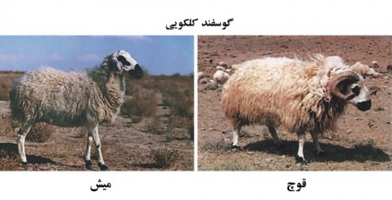 آشنایی با نژاد گوسفند کلکویی