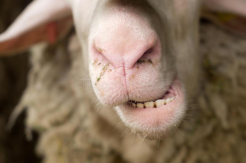 گوسفند چرا دندان قروچه می کند؟