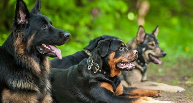 بهترین نژادهای سگ نگهبان در ایران و جهان
