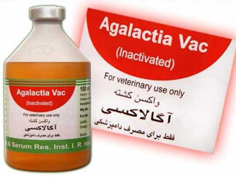 تزریق واکسن آگالاکسی به گوسفند و بز