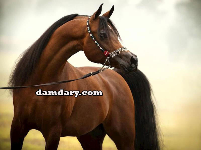 با نژاد اصیل اسب عرب بیشتر آشنا شوید