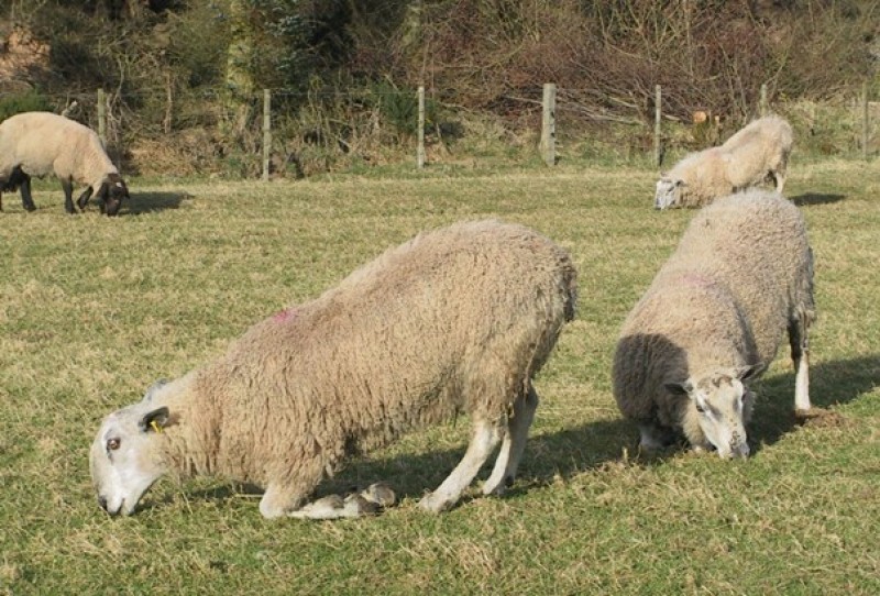 10  بیماری رایج سم در گوسفندان