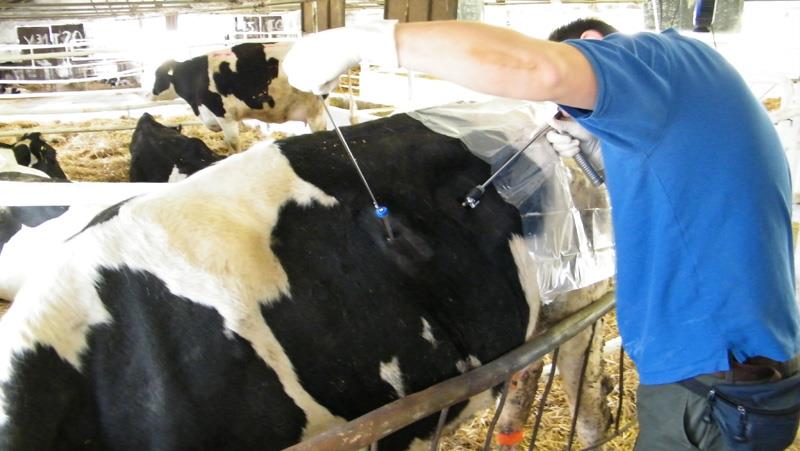 دلایل جابجایی شیردان گاو و نحوه درمان
