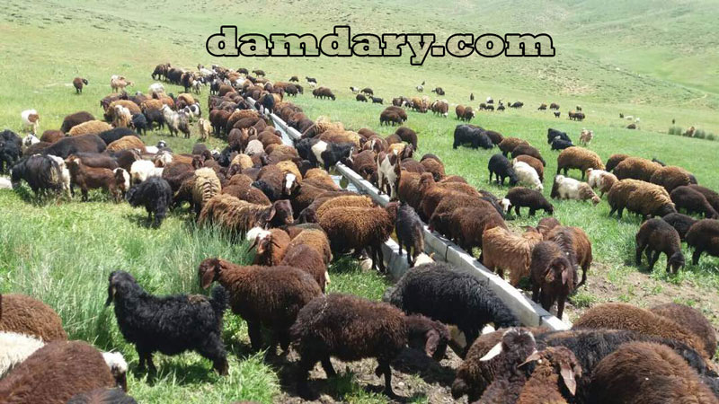بهترین زمان برای خرید گوسفند زنده جهت پرواربندی