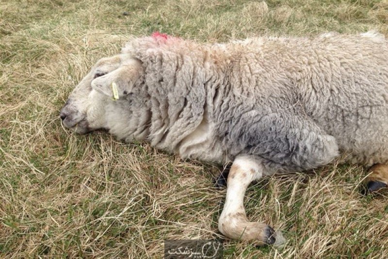 بیماری تب دره ریفت گوسفندان