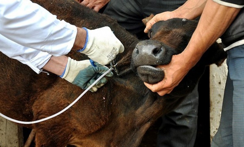 بیماری تنفسی در گاوها و درمان پنومونی در گاو