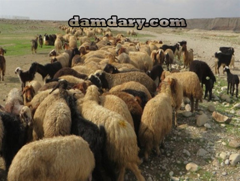درمان فوری یبوست گوسفندان