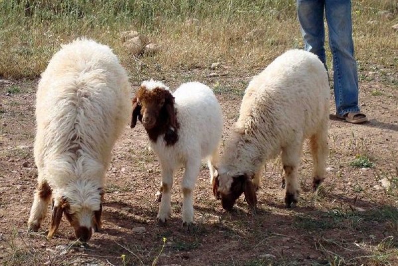 علت لاغر شدن گوسفندان و نحوه چاق کردن آنها