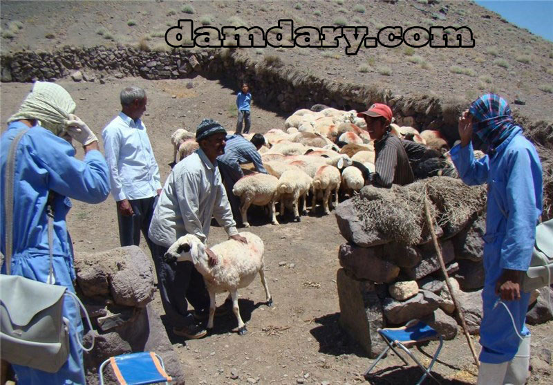 رعایت اصول بهداشت در پرواربندی گوسفندان