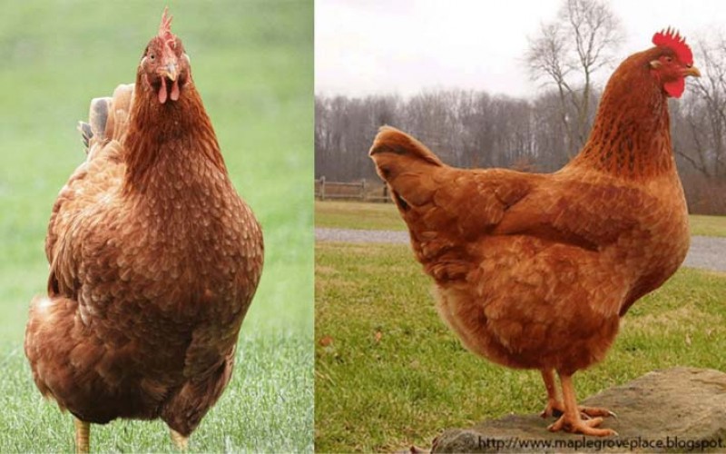 بهترین نژادهای مرغ تخمگذار در دنیا
