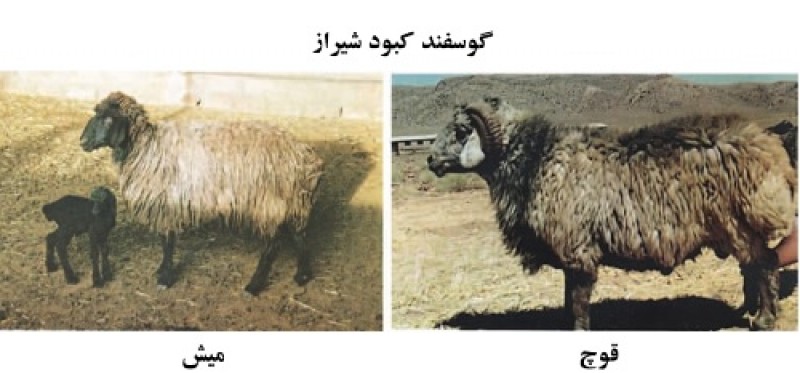 آشنایی با نژاد گوسفند کبود شیراز