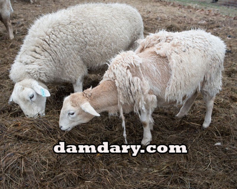 بیماری های انگلی گوسفندان به چه صورت درمان خواهد شد؟