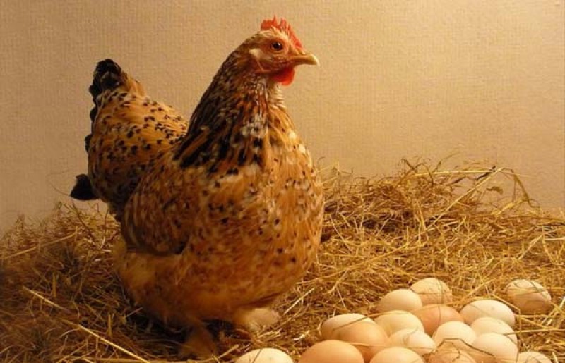 علت قطع تخمگذاری مرغ