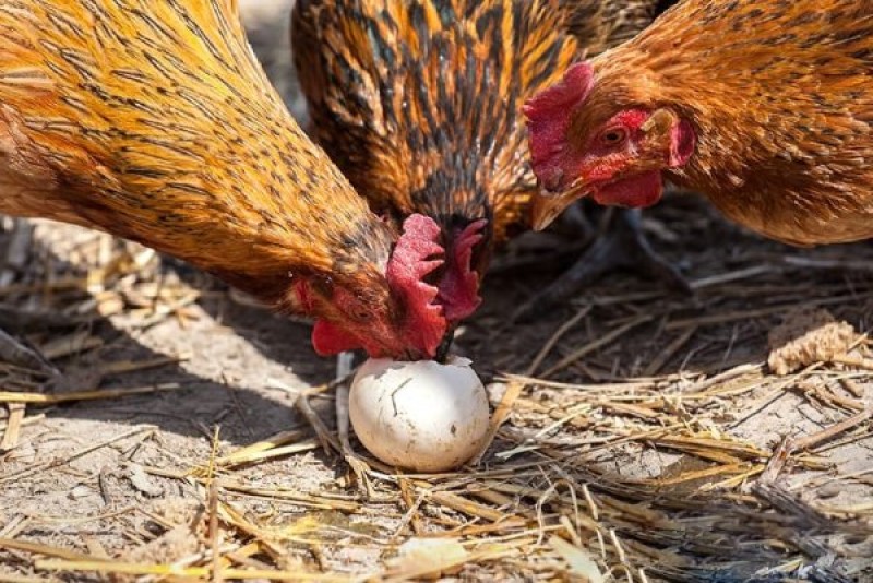 دلایل تخم خواری مرغ ها و نحوه مقابله با آن