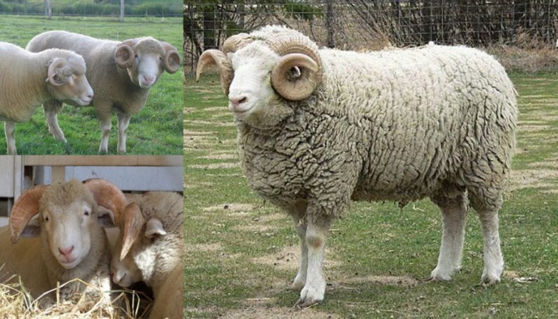 آشنایی با نژاد گوسفندان دورست هورن