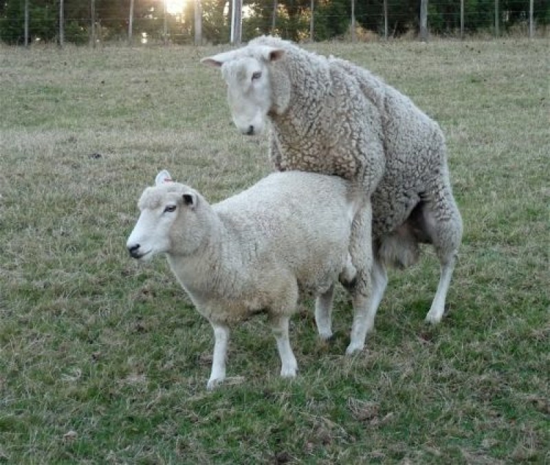 Яйца ягненка. Порода овец Джакоб. Авасси порода овец. Керри Хилл овцы. Овцы спариваются.