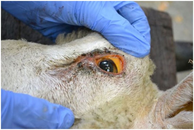 کم خونی و اسهال از علائم کمبود مس در گوسفندان