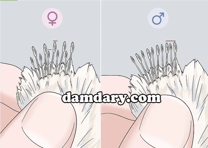 تشخیص جنسیت جوجه از روی بال ها